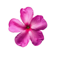 Catharanthus roseus  isolate on transparent png.