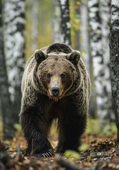 b'Large male grizzly bear walking through the forest'