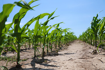 Green corn sprouts on a farmer's field
