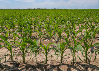 Green corn inputs on a farmer field.