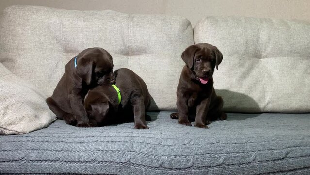 three Labrador Retriever puppies in colored collars. pet, dog breed, litter, brood.