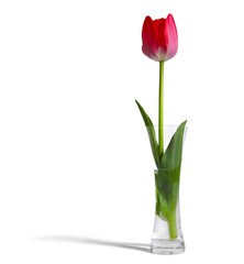 Red tulip flower with leaves in glass vase isolated on white background.