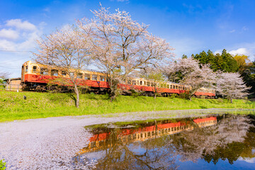 千葉　小湊鉄道と春の桜　レトロな駅/
Japan sakura cherryblossom