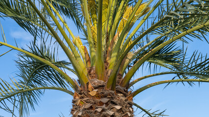 Palm Tree Trunk Texture