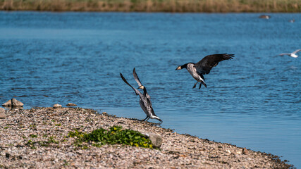 Barnacle Geese Preparing for Takeoff