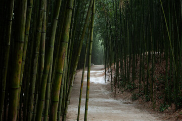 View of the footpath in the bamboo forest