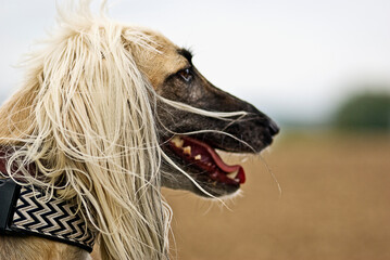 Porträt eines Afghanischen Windhundes