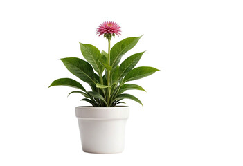 plant in a pot on transparent background