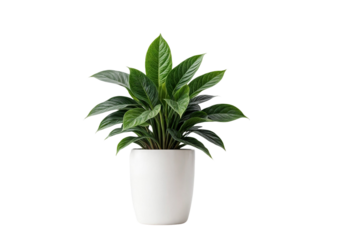 plant in a pot on transparent background