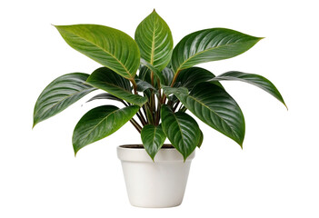 plant in a pot on transparent background