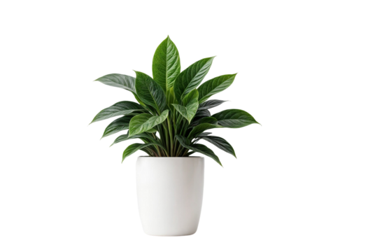 plant in a pot on transparent background