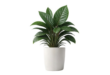 plant in a pot on transparent background