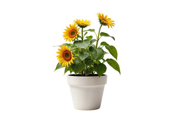 plant in a pot on transparent background