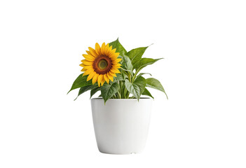 plant in a pot on transparent background