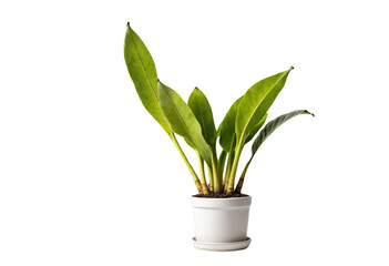 plant in a pot on transparent background