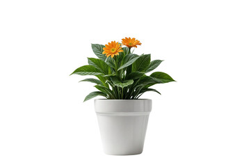plant in a pot on transparent background