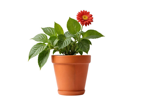 plant in a pot on transparent background
