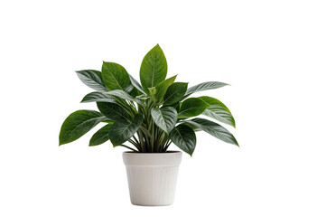 plant in a pot on transparent background