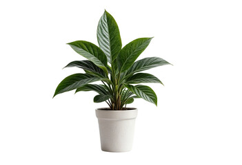 plant in a pot on transparent background