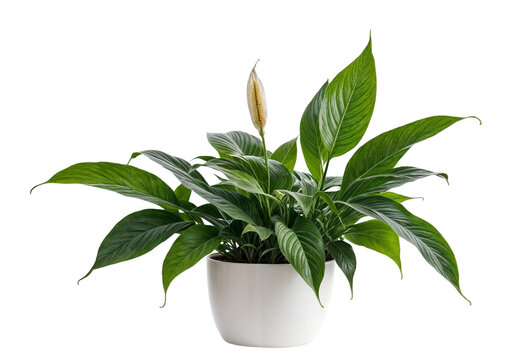 plant in a pot on transparent background