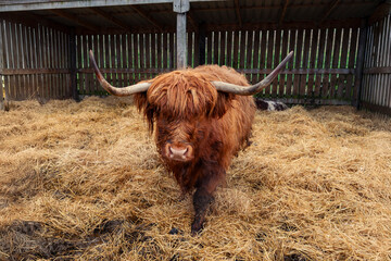 highland cow with horns