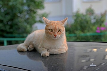 cat on the street