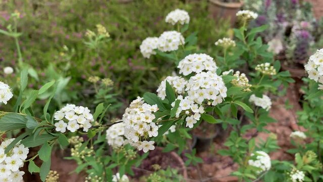 Beautiful blooming spring flowers, white petals flowers, small flowers in the garden. White cherry blossom on the branch with green leaves, white spirea Cantonese bushes.
