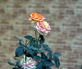 flowers on the wall