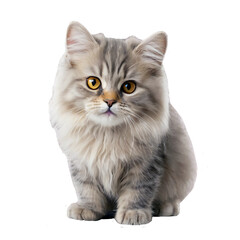 British Longhair cat, 4 months old, lying against white background,PNG,AI GENERATED