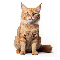 Fototapeta premium Cute adult fluffy red cat sitting and raised its front paws up, imitation of holding any object, animal isolated on a white background ,PNG,AI GENERATED