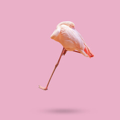 Beautiful flamingo bird isolated on pink background