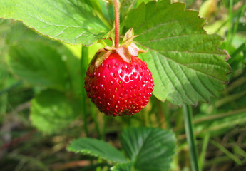 Red strawberry in sunlight on green leaves background close-up.