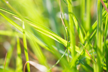 Fototapeta na wymiar green grass leaf in garden with blur background