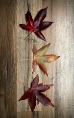 Hojas de Liquidambar, Liquidambar styraciflua