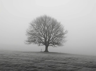 b'Single tree in the middle of a grass field on a foggy day'