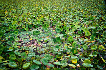 Lily Pads in the Wetlands