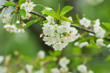 Spring mood background in light green and yellow shades, warm colors. Home garden, fruit tree. copy space. High quality photo
