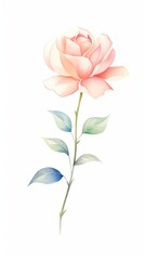Single object clipart of a magnificent blooming rose, its petals unfolding in rich, vivid hues, rendered in an elegant watercolor style, isolated on white background