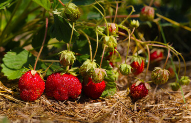 Strawberry harvest ripening in a farmer's field.