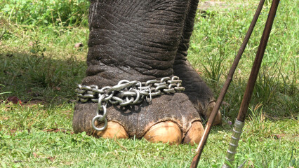 Closeup of feet of elephant with chain and control sticks