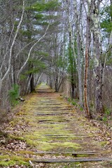 Trail along old railroad track in the woods