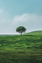 b'Lonely Tree on a Hill'