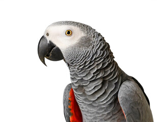 Obraz premium Graupapagei isoliert auf weißen Hintergrund, Freisteller