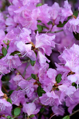 Beautiful spring flowers grow in a garden on a flower bed