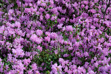 Beautiful spring flowers grow in a garden on a flower bed