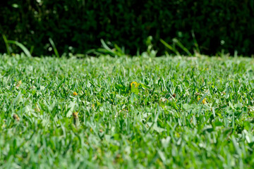 Green plant background