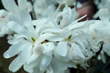 Close-up of white magnolias blooming in a botanical garden on a sunny spring day.