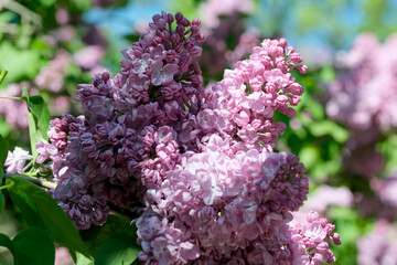 Lush beautiful lilac blossom in a botanical garden on a bright sunny spring day