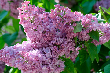 Lush beautiful lilac blossom in a botanical garden on a bright sunny spring day