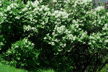 Fototapeta na wymiar Lush beautiful lilac blossom in a botanical garden on a bright sunny spring day